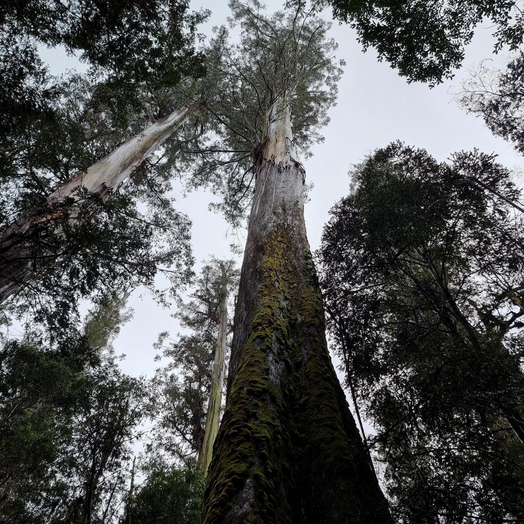 Russell Falls Holiday Cottages National Park Esterno foto
